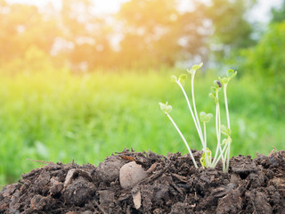 seedlings growing in soil with a complete mineral