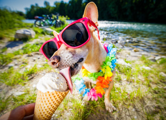 dog  summer vacation   licking ice cream