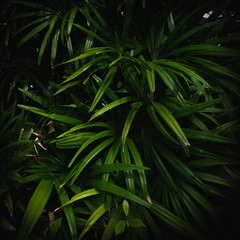 Palm leaf pattern on black background