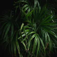 Palm leaf pattern on black background