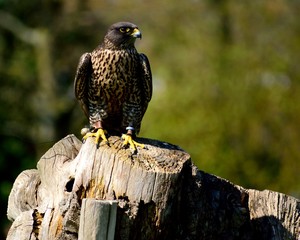 Harris hawk preparing to fly