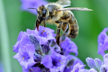 bee on a flower