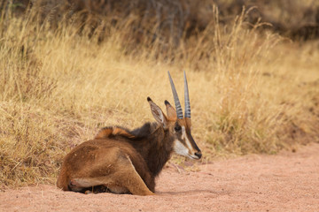 Sable Antelope - Hippotragus niger, beautiful large antelope from African savannas and bushes, Namibia.