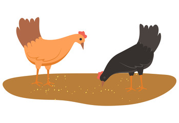 Hens closeup vector, chicken eating wheat from ground breeding of domestic animals for getting poultry meat. Isolated birds with feathers flat style