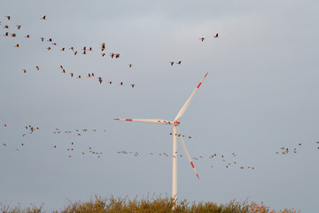 Gänse bei ihrem Flug vor einem Windrad  © Karin Jähne