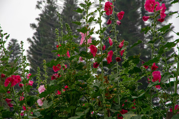 Fototapeta na wymiar Hollyhock flowers - red and pink against blurred tree background