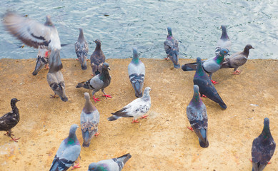 Many flocks of birds and fish in the water waiting for food