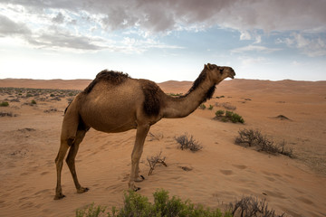 camel in desert