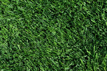 Natural background. Green sheared grass on a lawn. View from above, close-up, horizontal, without people. Concept of design, sport and nature.