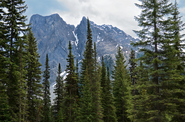 scenic view of the Canadian Rockies mountain range with beautiful green tall spruces in the foreground, Yoho National Park, British Columbia, Canada