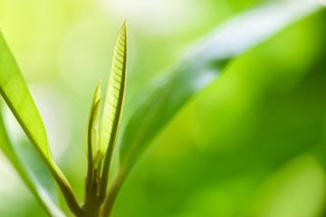 Natural green leaf on blurred sunlight in garden ecology fresh leaves tree close up beautiful plant in the nature forest