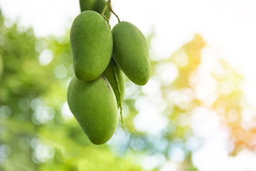 Fresh green mango fruit hanging on mango tree in the garden farm agricultural with nature green blur and bokeh background