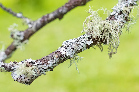 Lichen Parmelia on a tree branch. grows on birch. Copy space