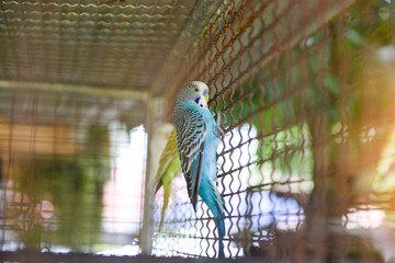 Blue budgie parrot pet bird or budgerigar parakeet common in the cage bird farm