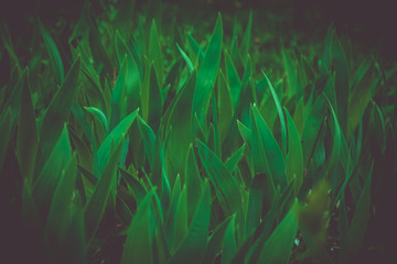  green leafy grass vase in the shadows of the gloom
