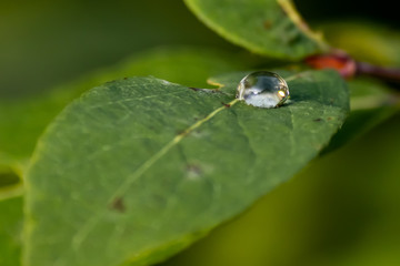 water dew on leaf