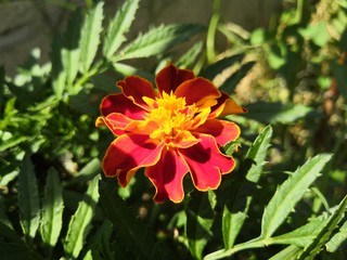 red flower in garden