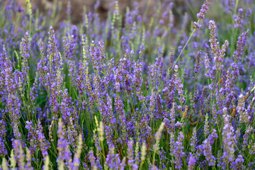 Lavender flowers in the garden. Selective focus.