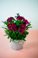 Cloves (Dianthus) in small pot on pink underground, birthday greeting