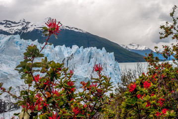 flowers on a rock