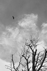 silhouette of a tree with birds