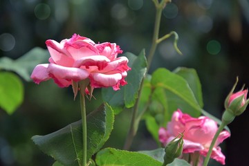 Hintergrund rose rosa aufgeblüt