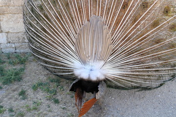 Obraz premium wolne pawie