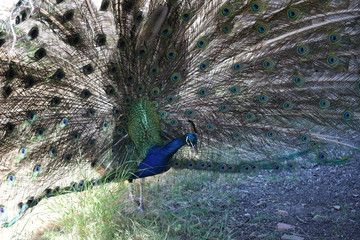 Obraz premium wolne pawie