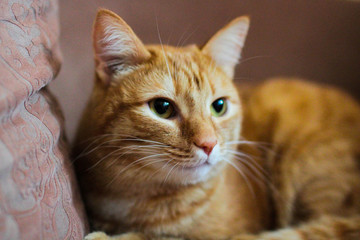 beautiful red cat close up