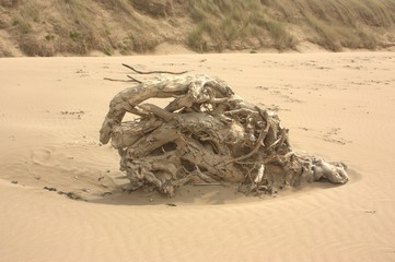 Obraz premium driftwood on beach