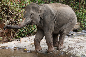 Fototapeta premium Elephant Entering into the Water