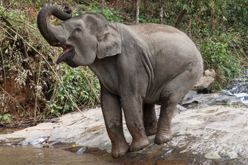 Asian Elephant Trumpeting
