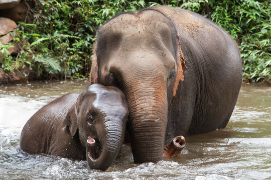 Mother and Baby Elephant Bathing in the River