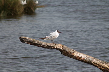 Mouette rieuse (Chroicocephalus ridibundus)
