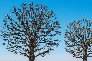 trees without leaves of geometric shape