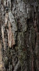 natural textures, eco background