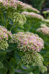 delicate flowers in the morning garden