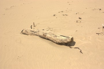driftwood on beach