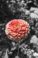 Zinnia on black and white background