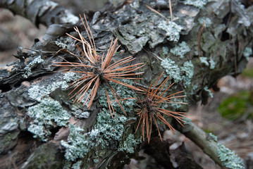 pine branch with cones