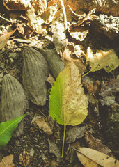 autumn leaves on the ground