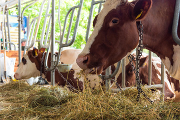 cows in a farm stall