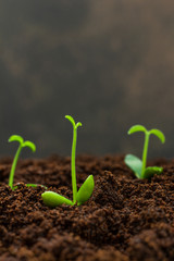 Small tangerine plants growing in good soil