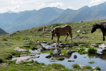 Horses in the Parc Natural de la Vall de Sorteny, Pyrenees, Andorra.