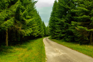 Naklejka premium Road through forest