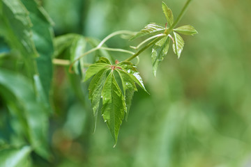 Bakcground with fresh green leaves. Copy space. 