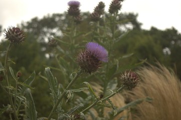 thistle in bloom