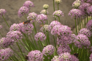 Obraz premium flowers in the garden with butterfly