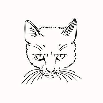 Sketch of scary angry cat head, Hand drawn vector linear illustration