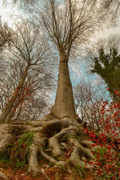 arbol sin hojas con grades raices